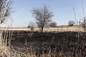 Bush Burning