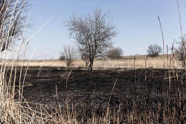 Bush Burning